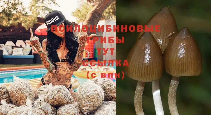 MEGA вход  Дудинка  Галлюциногенные грибы Psilocybe  закладки 